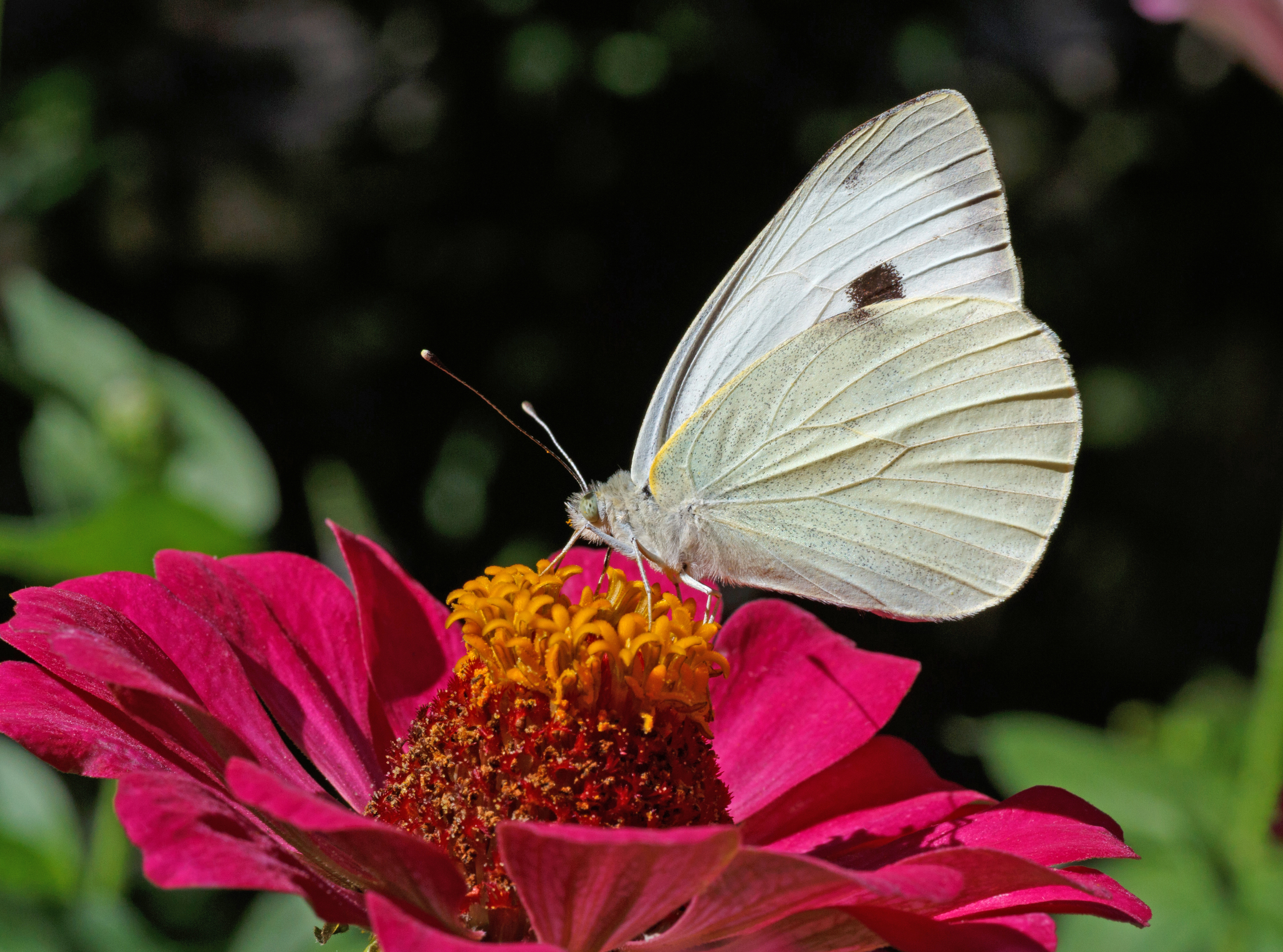 How to handle Australia's 'plague' of cabbage-chomping butterflies, Australia news