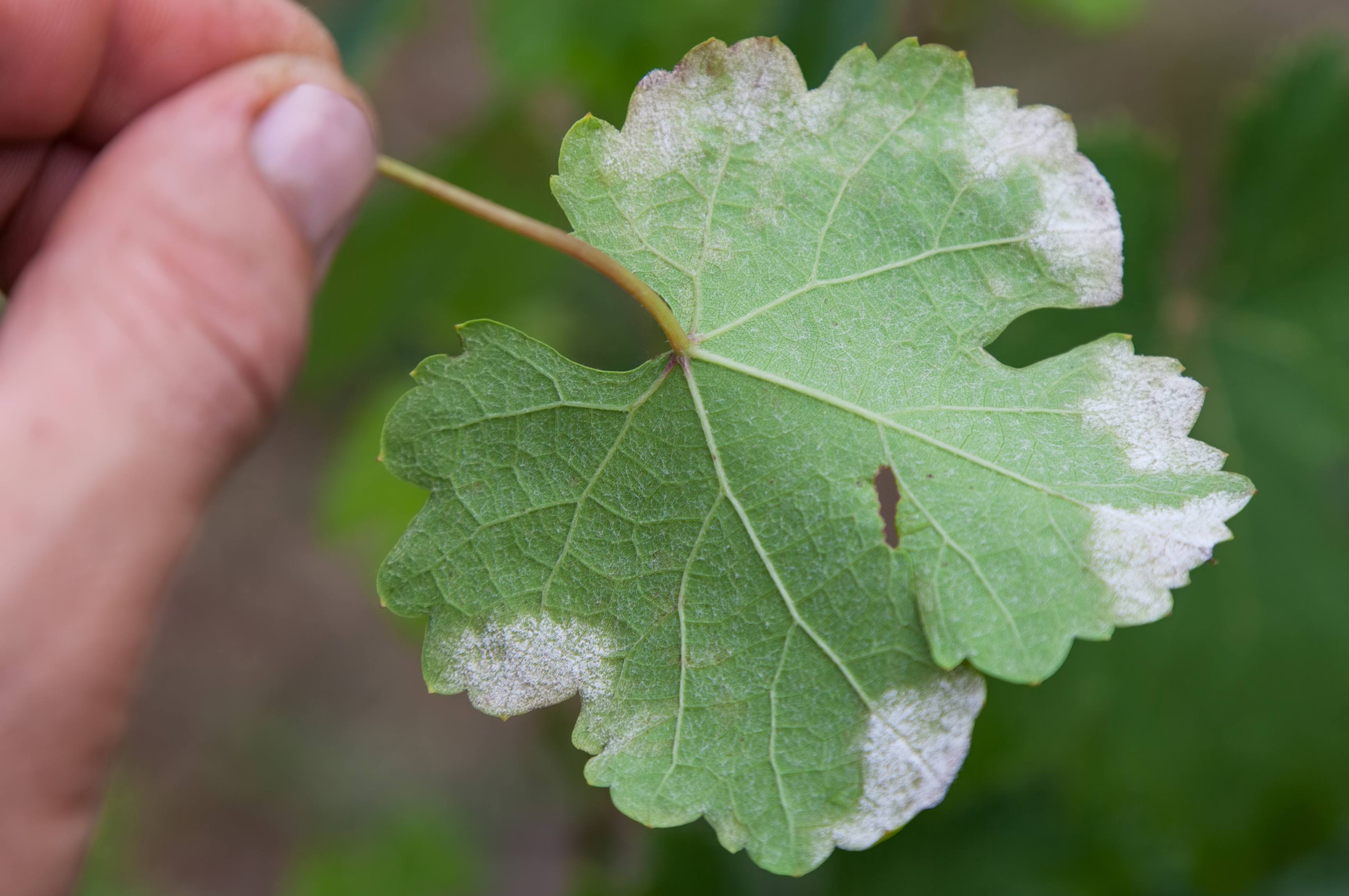 controlling-downy-mildew-how-to-treat-downy-mildew