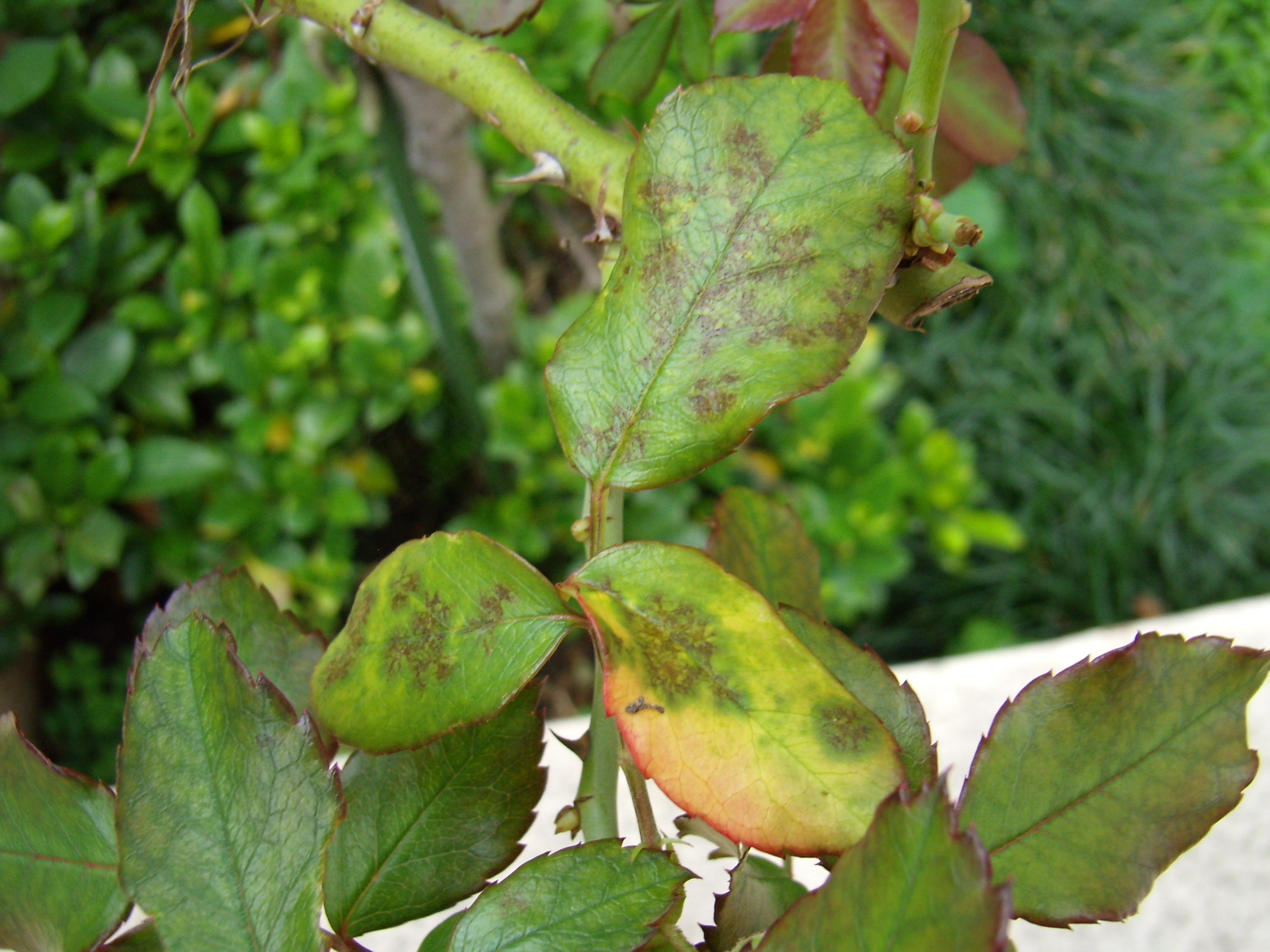 Black Spot - Amgrow Home Garden