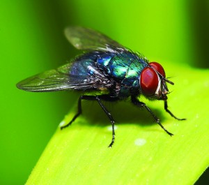 Blue fly with red eyes