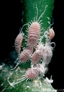 Cluster of female mealy bugs Planococcus citri feeding on the stem of a succulent Kalanchoe blossfeldiana. Mealy bugs are scale insects. They are atypical insects in that the females possess no wings & are often legless. The males are winged, but are so small they usually escape notice. The citrus mealy bug is not native to England although it survives in greenhouses, where it feeds on cacti & succulents. Mealy bugs feed on plant sap, which weakens the plant, causing it to wilt and often die. They produce small tufts of cotton, under which they are hidden and protected from certain predators.